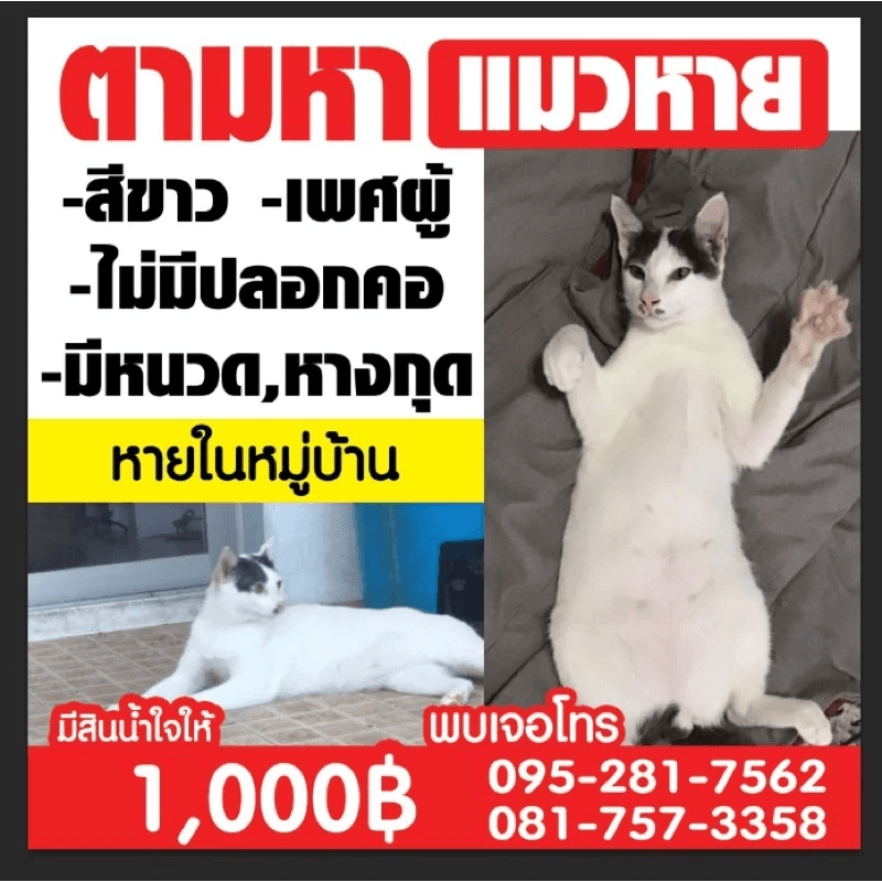 ป้ายตามหาสัตว์เลี้ยงหาย ขนาด 100x100 cm